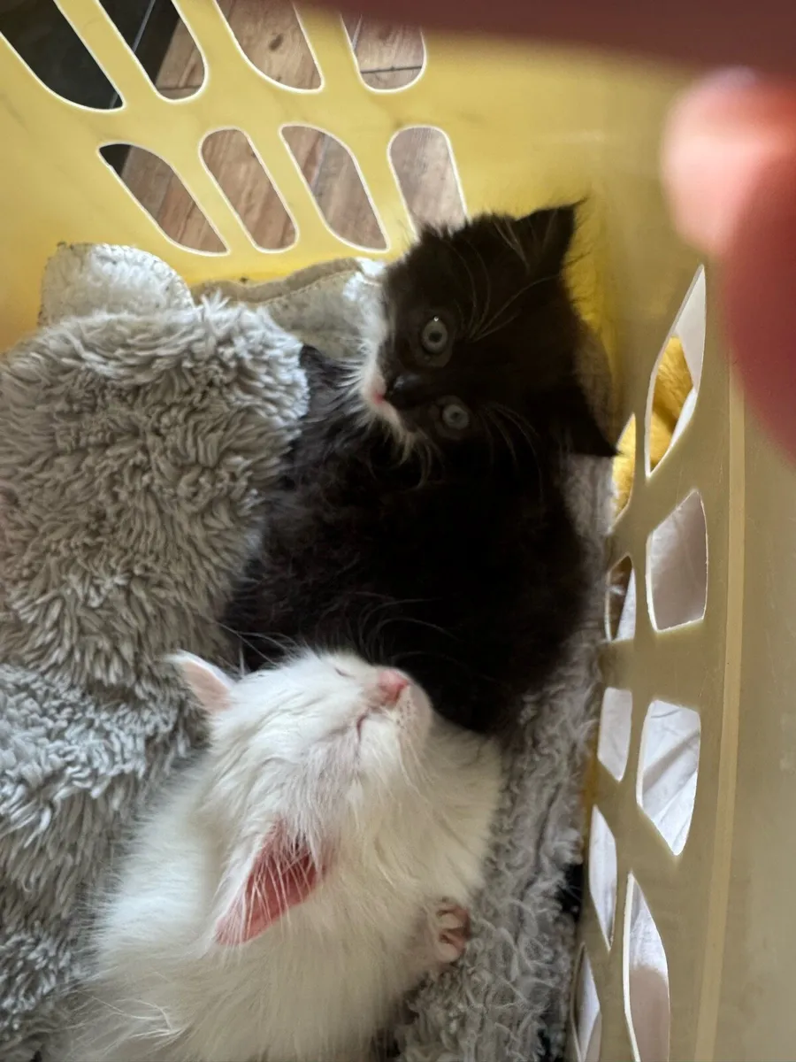Kittens - Image 3