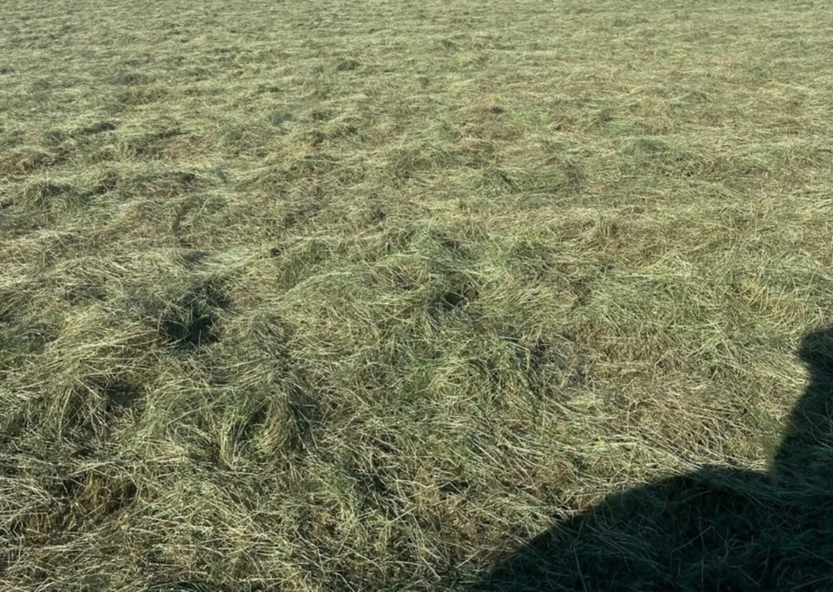 Square bales of hay