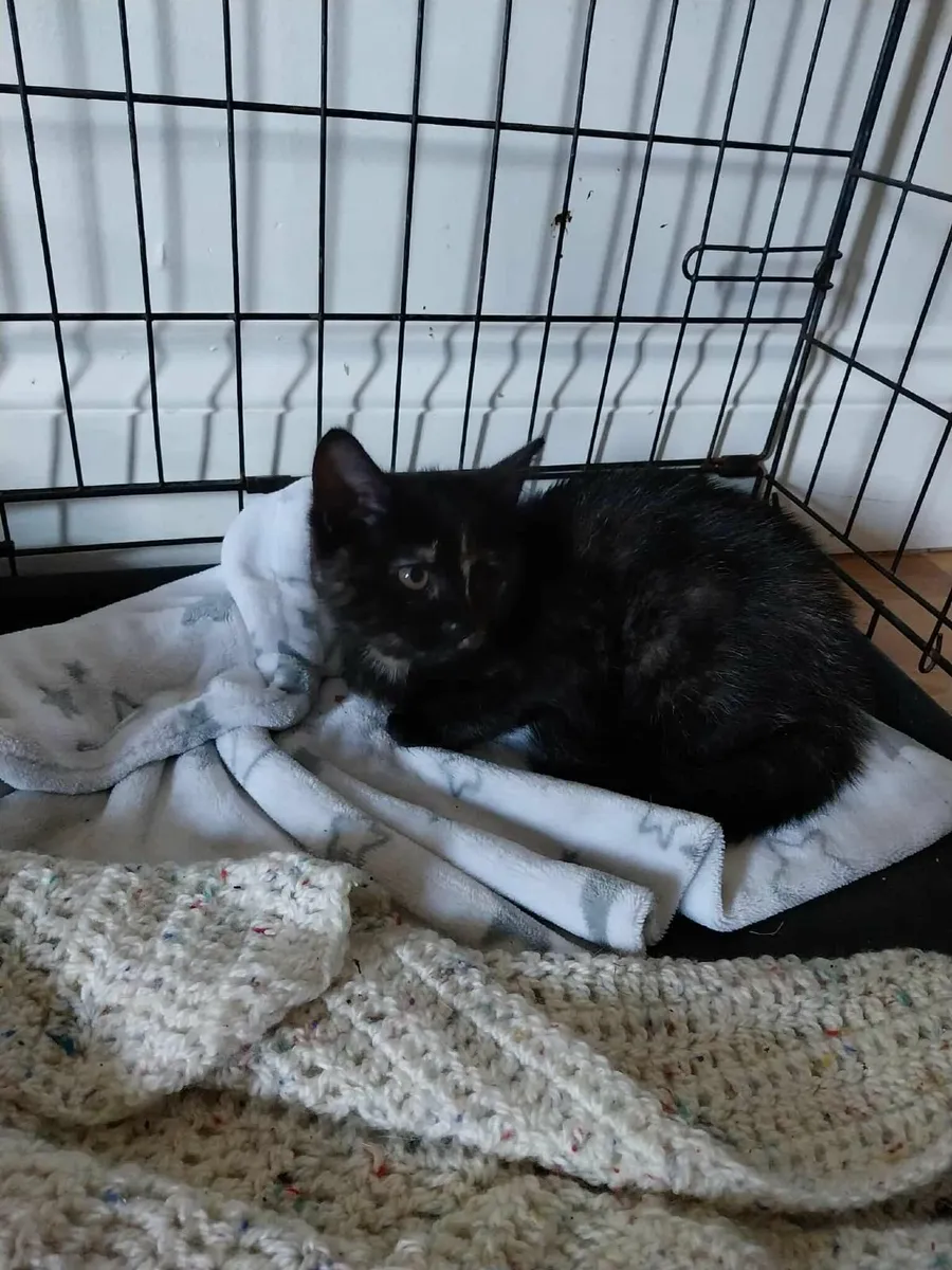 Kittens FREE - Image 2