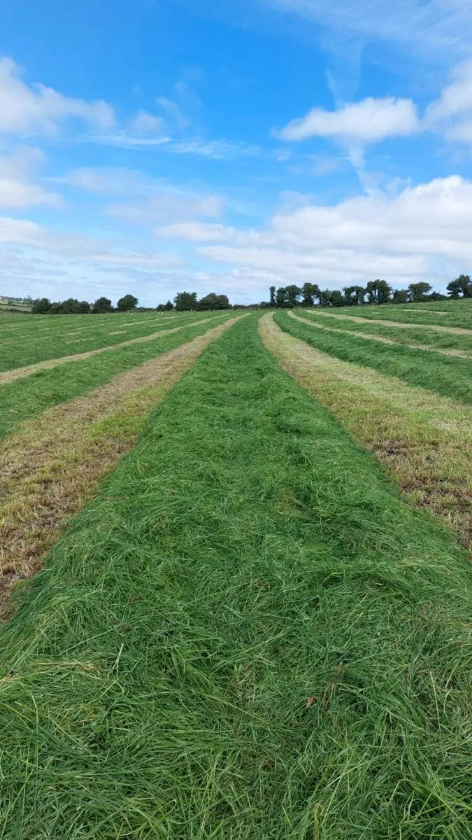 Square bales hay - this weekend - Image 1