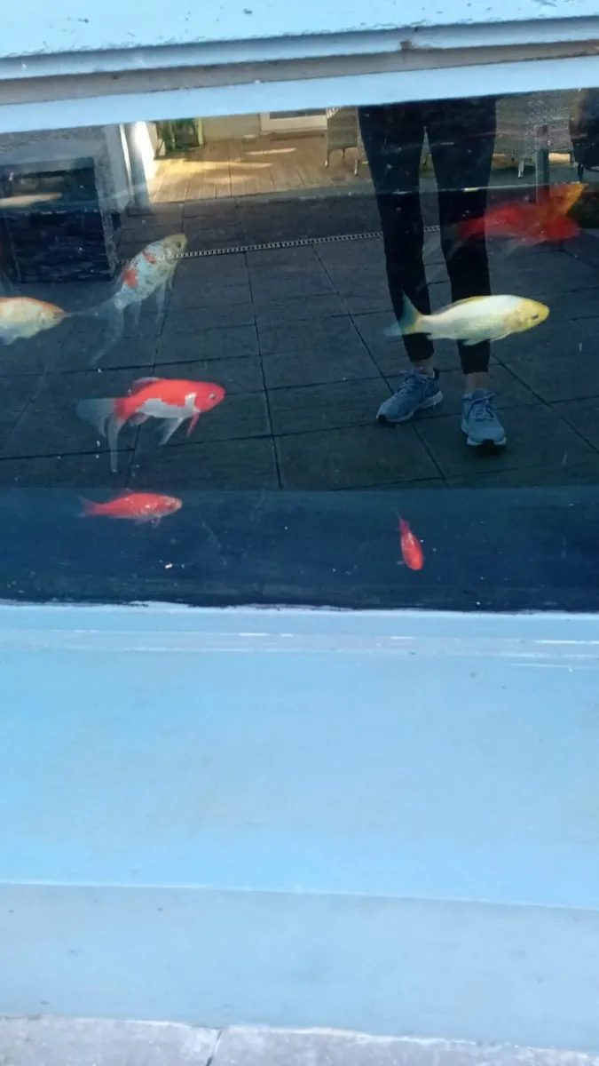 Pond fish - Image 2