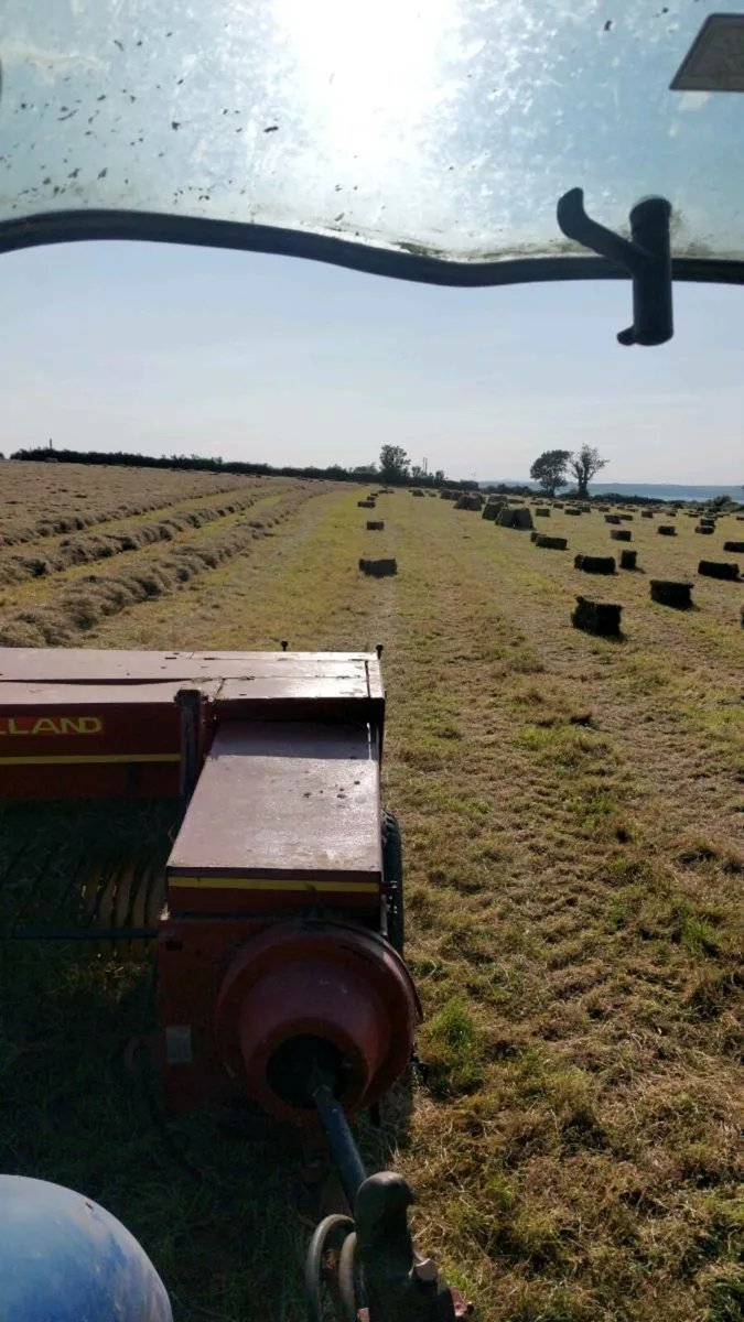 Square bales hay - this weekend - Image 4