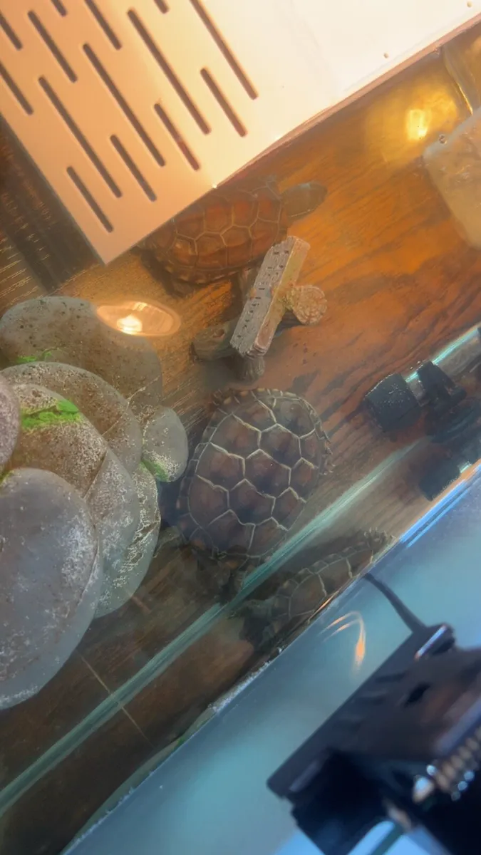 2 turtles plus tank and accessories - Image 1