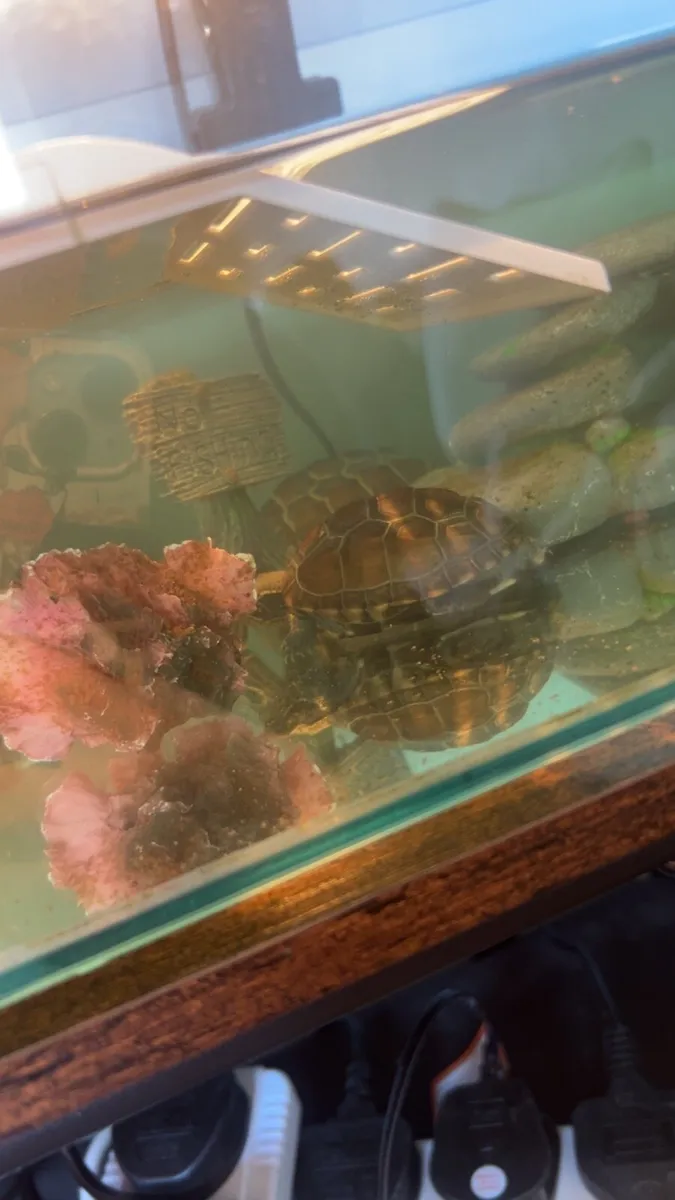 2 turtles plus tank and accessories - Image 2