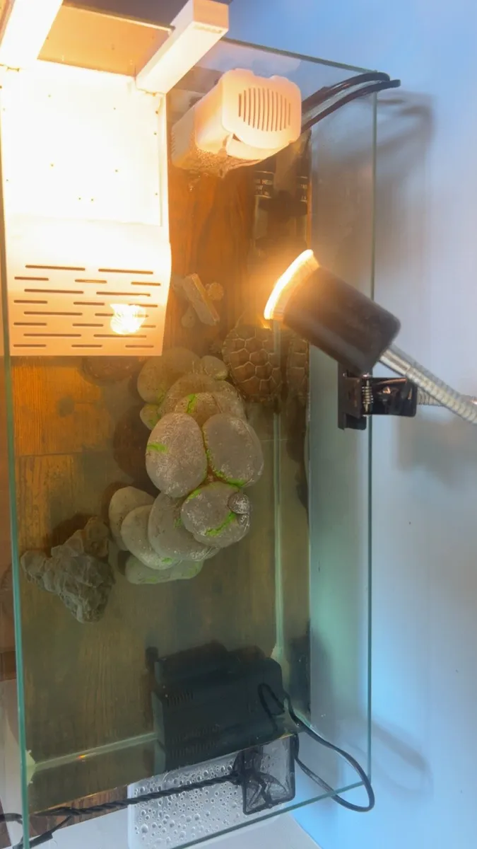 2 turtles plus tank and accessories - Image 3