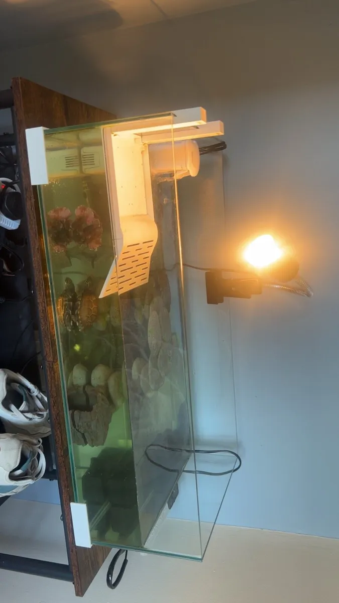 2 turtles plus tank and accessories - Image 4