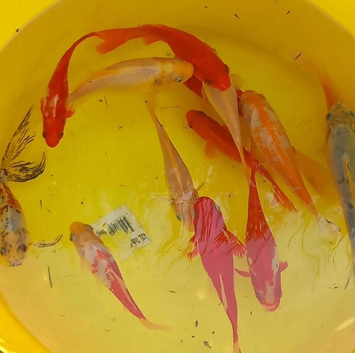 Pond fish - Image 3
