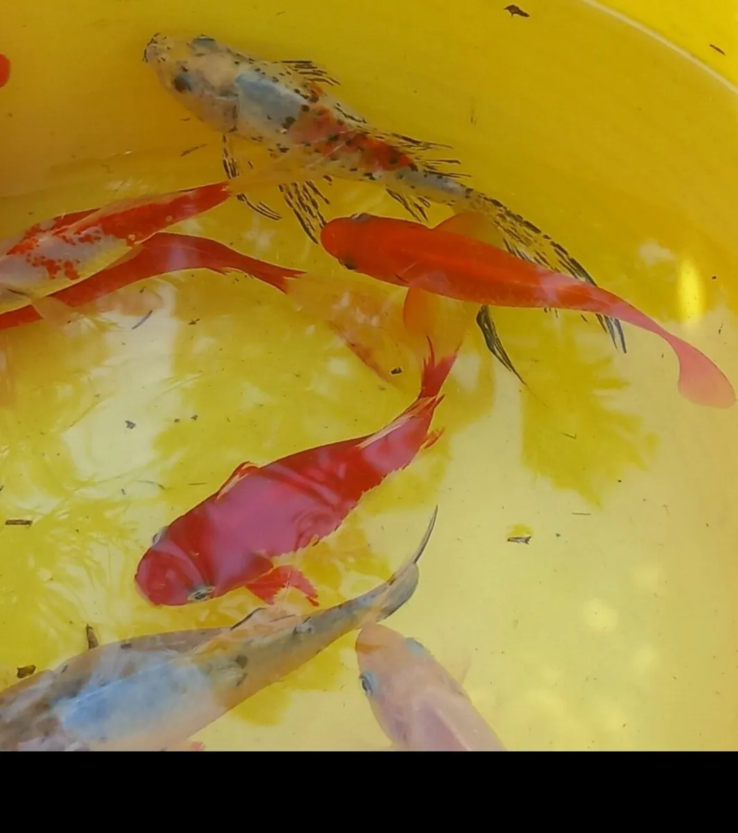 Pond fish - Image 4
