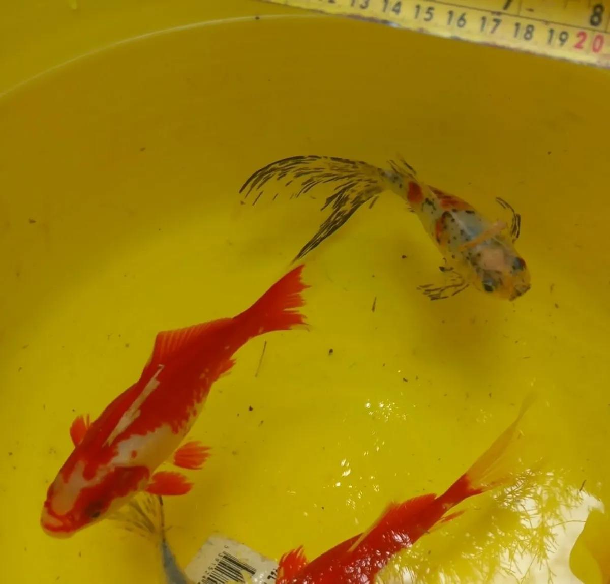 Pond fish - Image 1