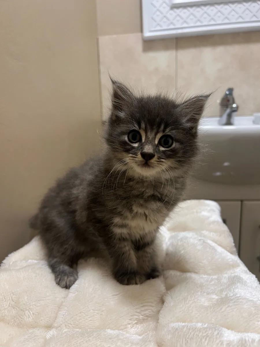 Kittens - Image 1