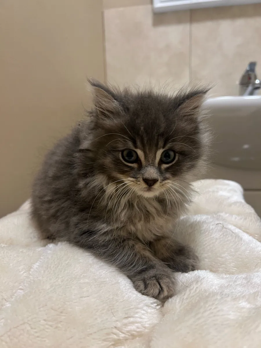 Kittens - Image 2