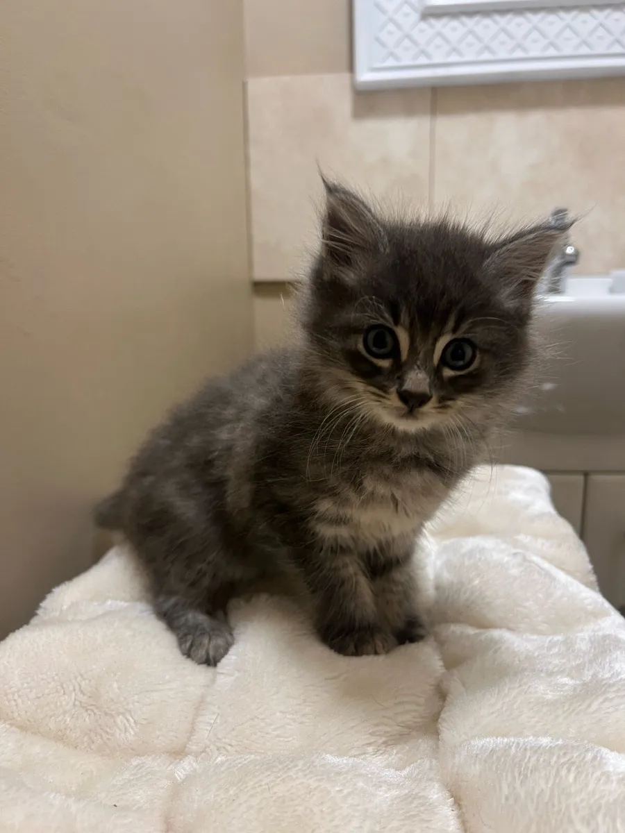 Kittens - Image 3