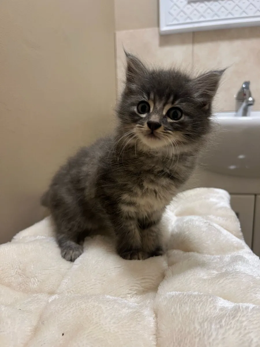 Kittens - Image 4