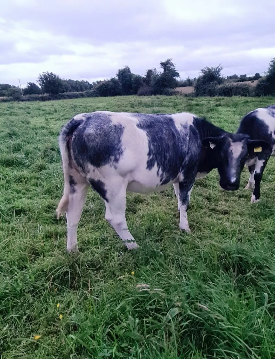 Belgian blue Heifers - Image 2
