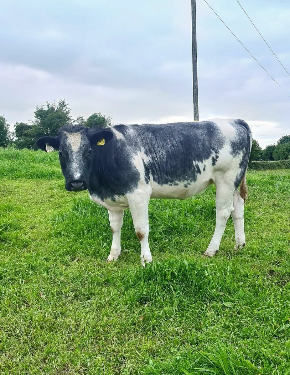 Belgian blue Heifers - Image 1