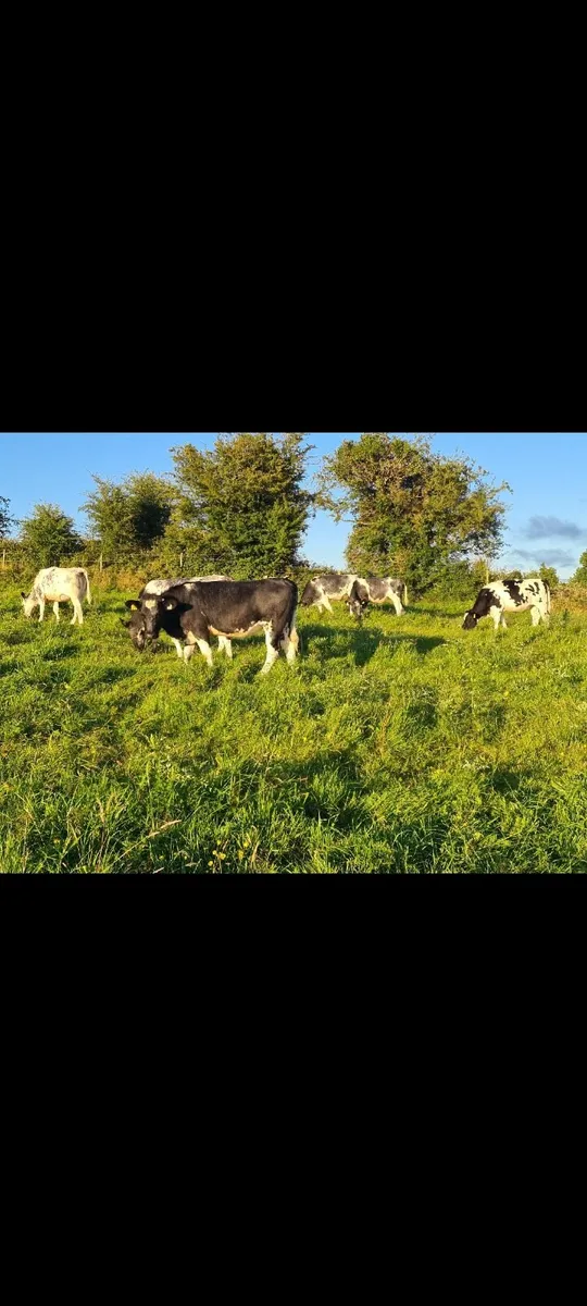 Belgian blue Heifers - Image 3