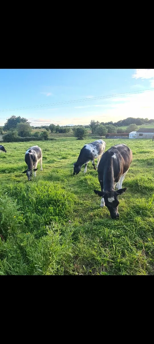 Belgian blue Heifers - Image 4