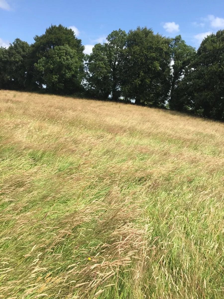 Silage - Image 4