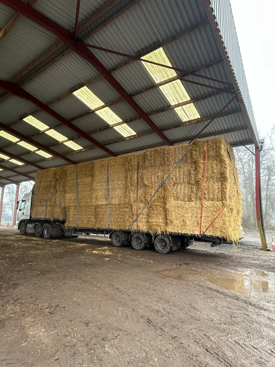 New season Irish Barely straw in 8x4x3s - Image 2