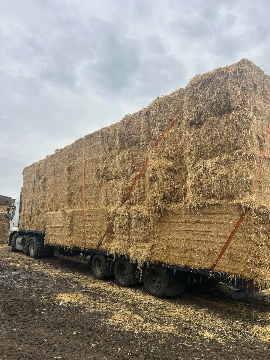New season Irish Barely straw in 8x4x3s - Image 3