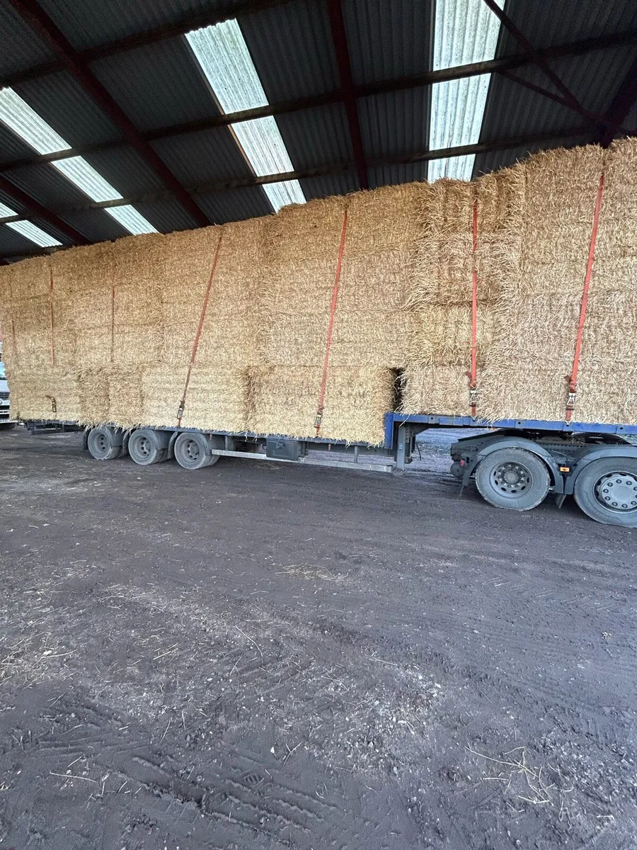 New season Irish Barely straw in 8x4x3s - Image 4