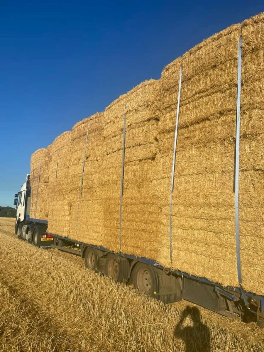 New season Irish Barely straw in 8x4x3s - Image 1