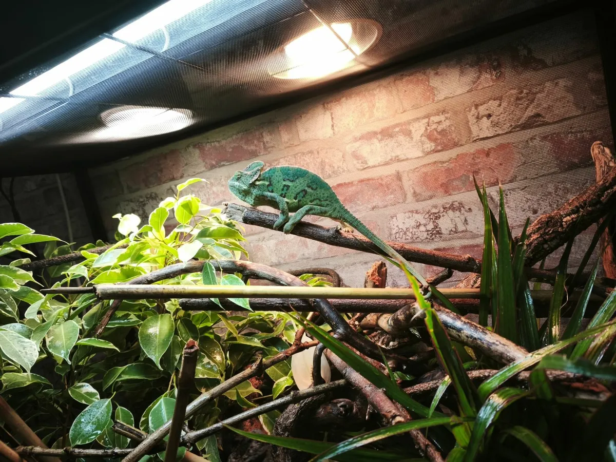 Female veiled chameleon and everything needed - Image 2