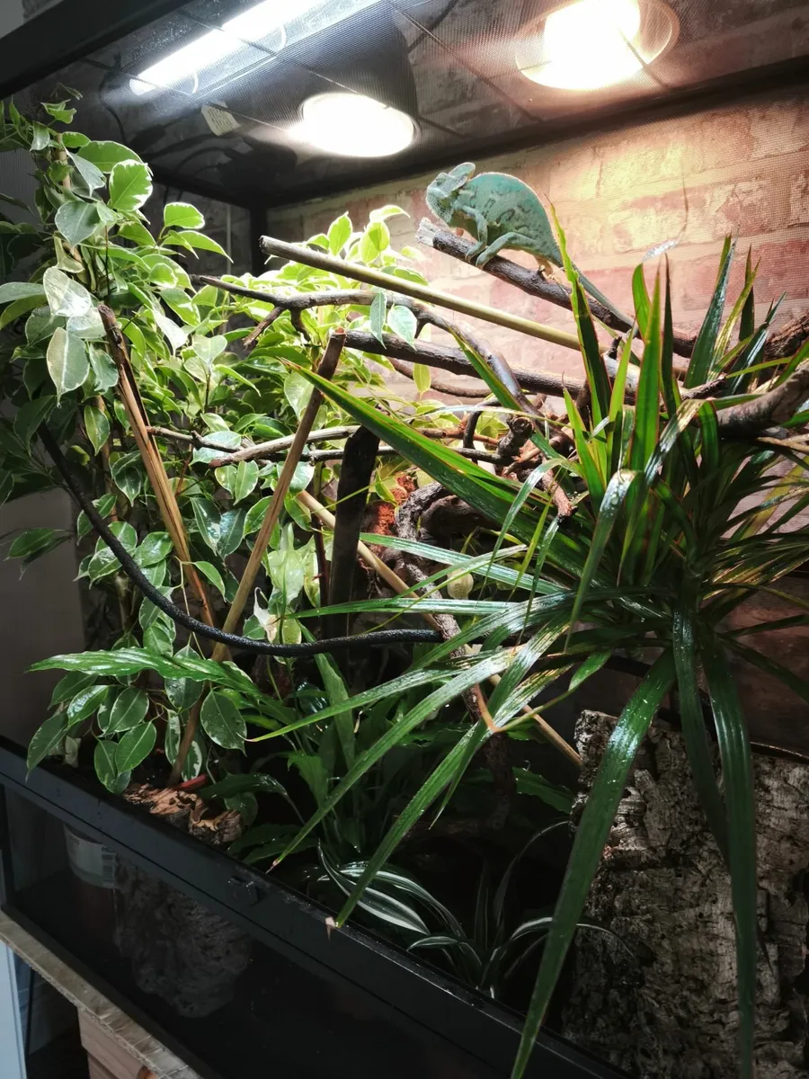 Female veiled chameleon and everything needed - Image 3