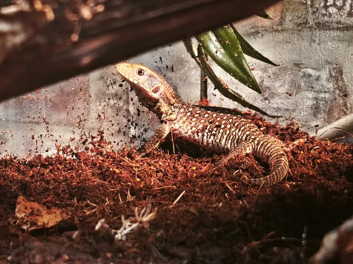Baby savannah monitors - Image 2