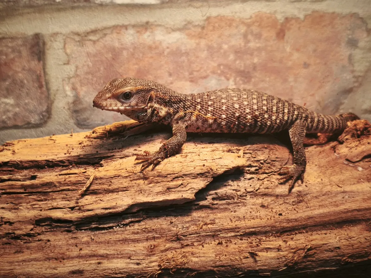 Baby savannah monitors - Image 3