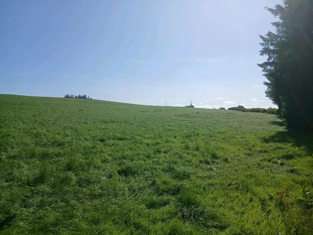 2nd Cut silage standing - Image 1