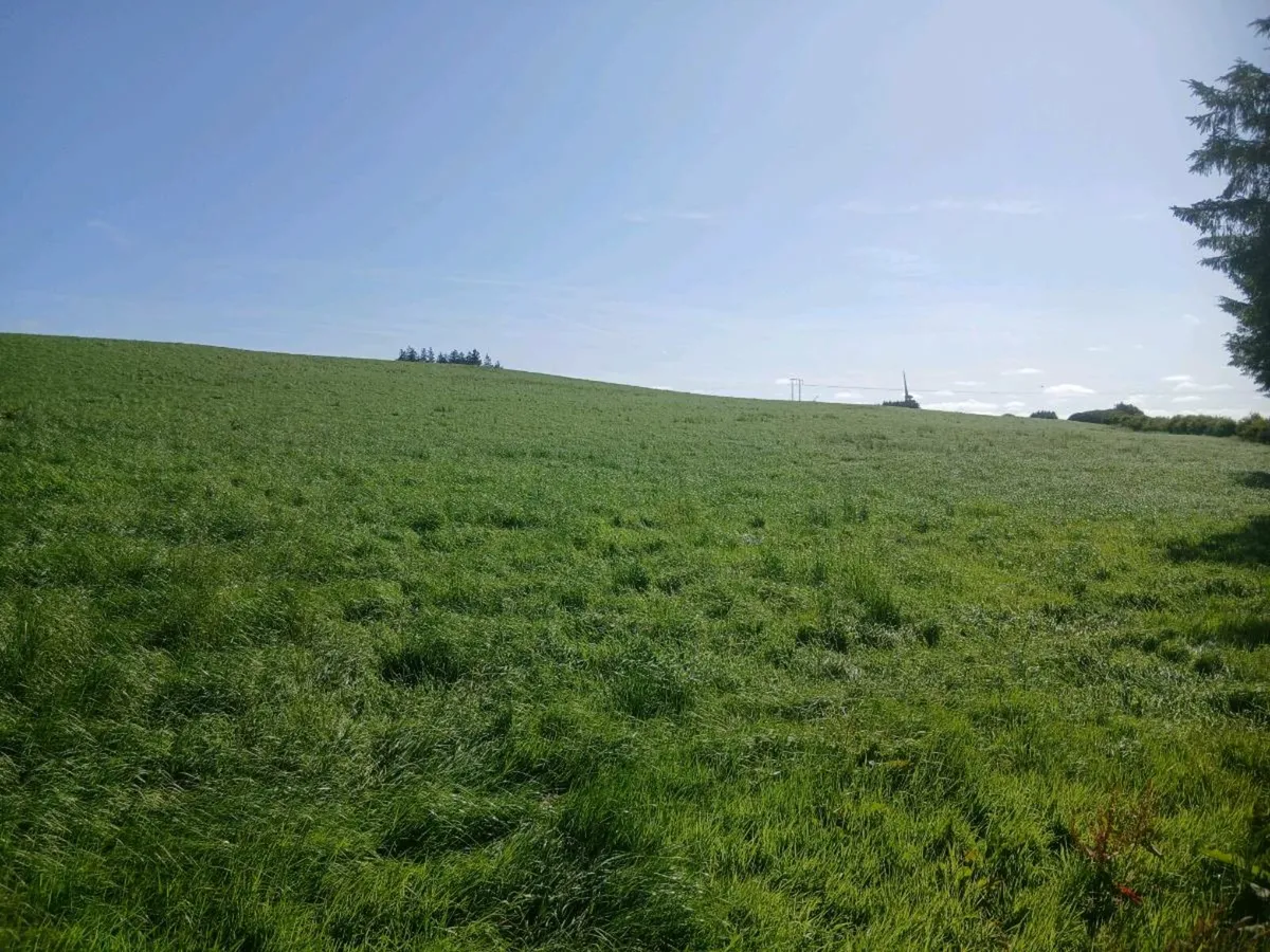 2nd Cut silage standing - Image 2