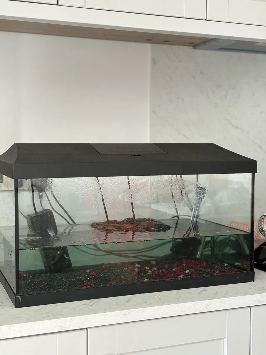 Turtle + fish tank + food and accessories - Image 1