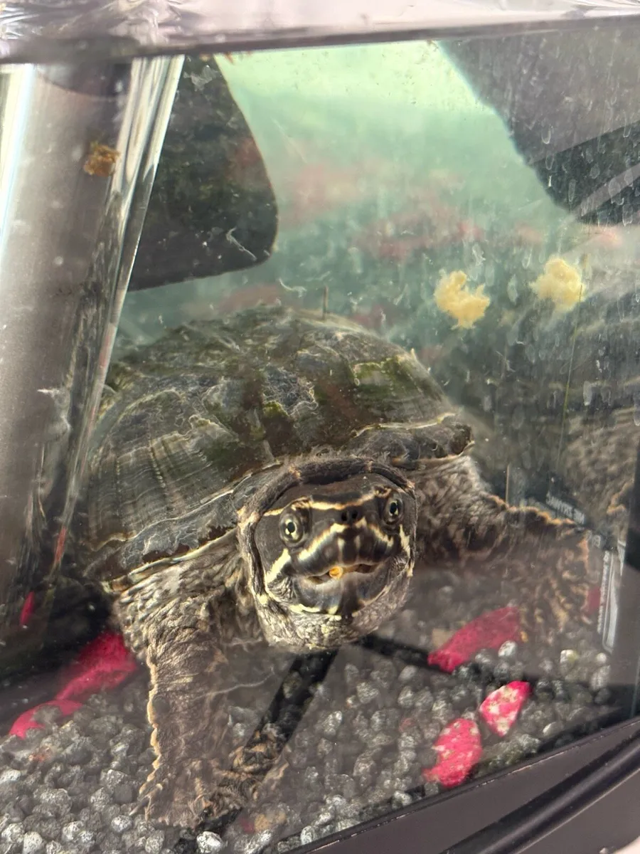 Turtle + fish tank + food and accessories - Image 2