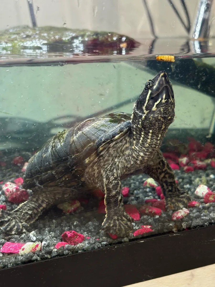Turtle + fish tank + food and accessories - Image 4