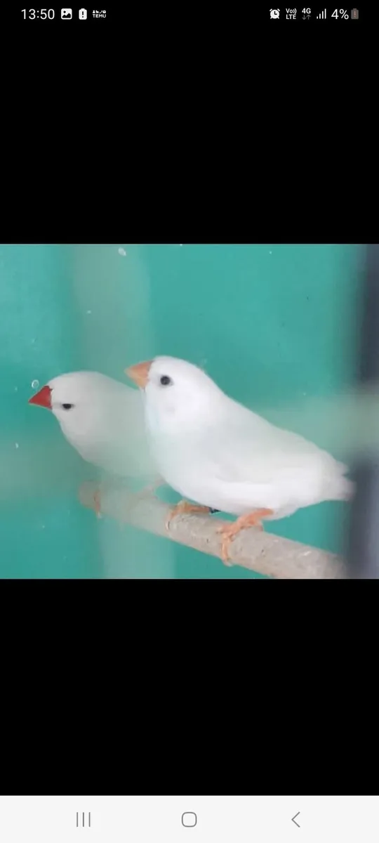 Birds - Image 1