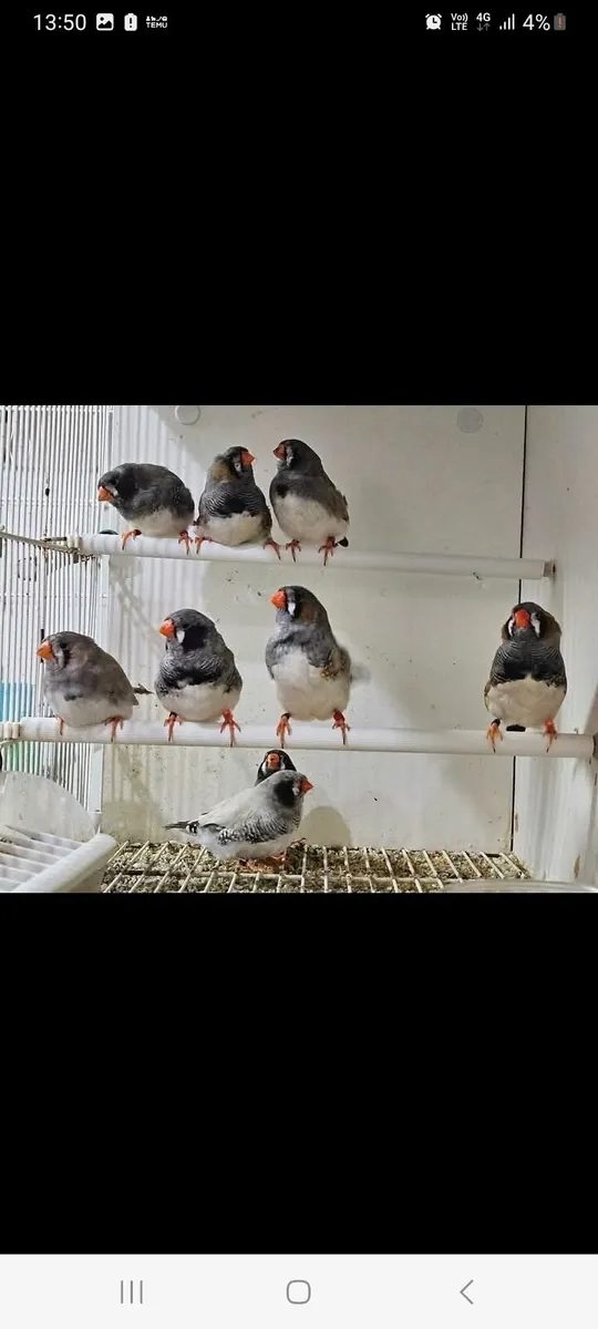 Birds - Image 2