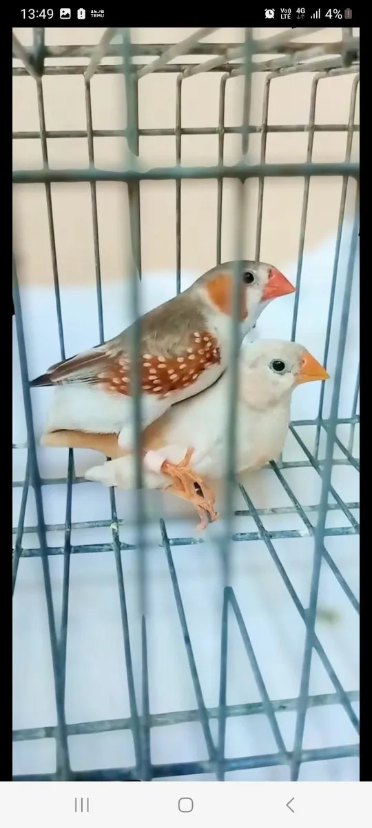 Birds - Image 3