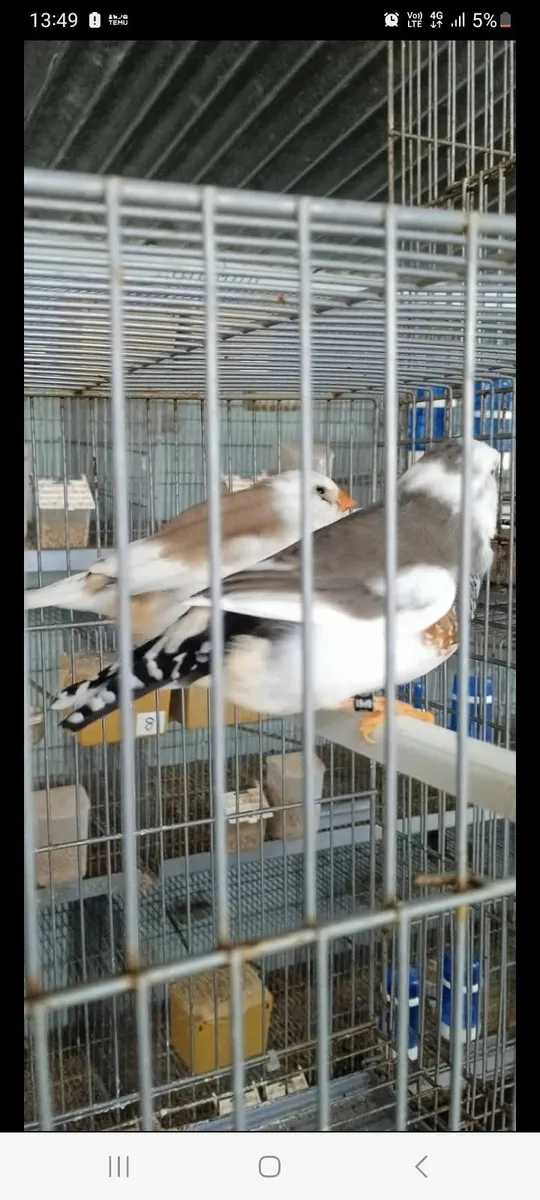 Birds - Image 4