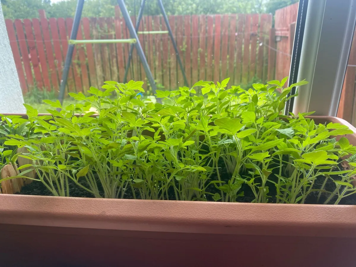 Tomato plants and peppers plants it available - Image 1