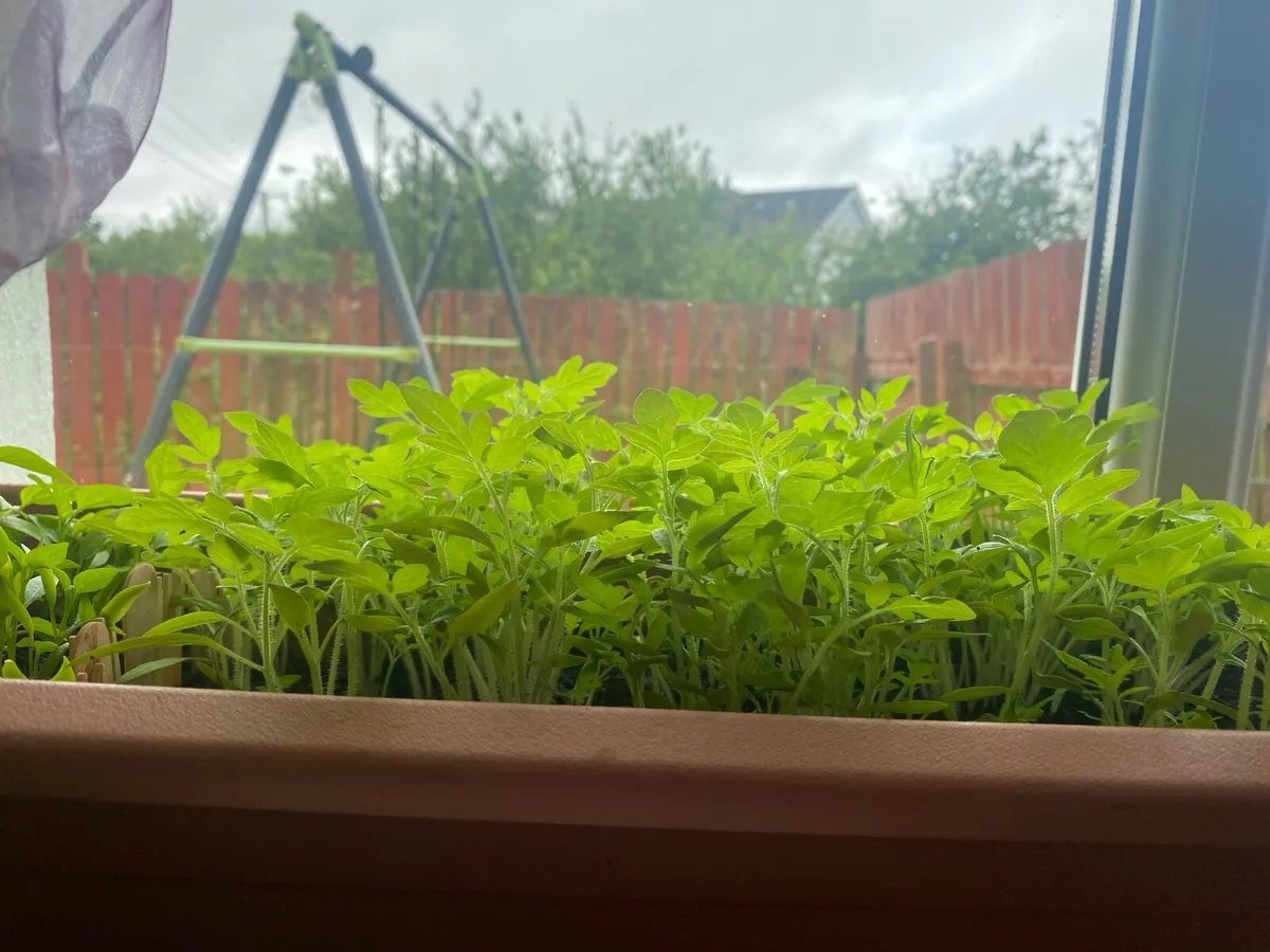 Tomato plants and peppers plants it available - Image 2