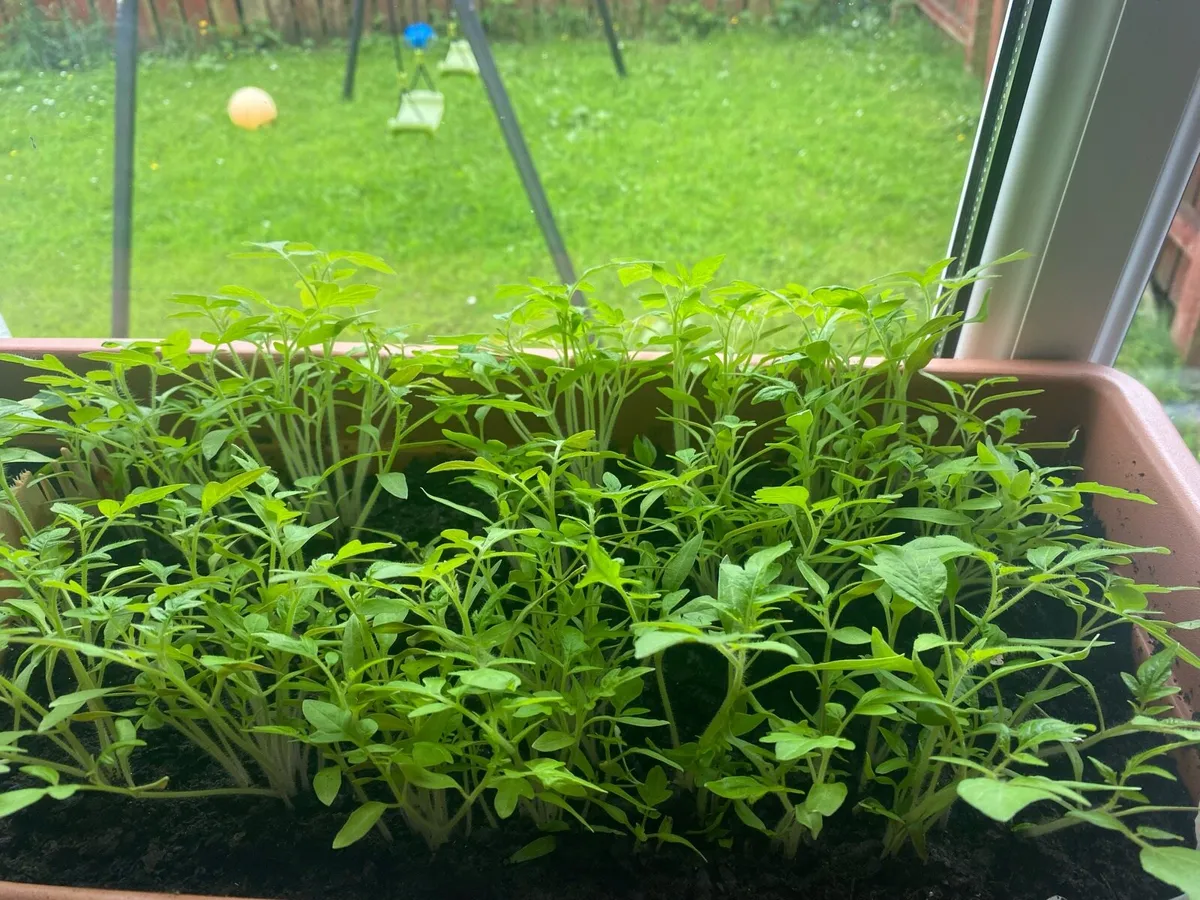 Tomato plants and peppers plants it available - Image 3