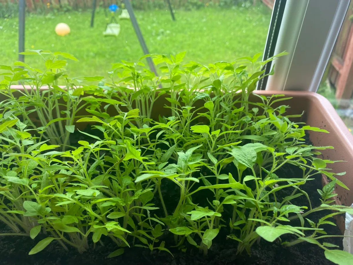 Tomato plants and peppers plants it available - Image 4