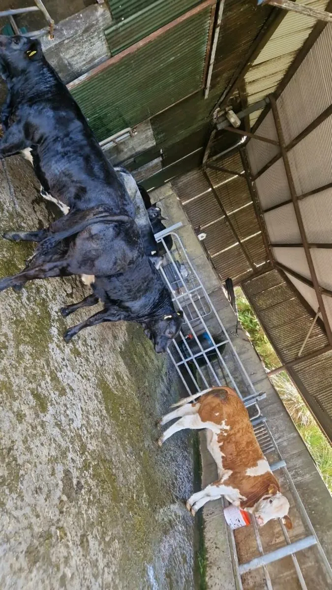Heifers for gortatlea tonight - Image 2