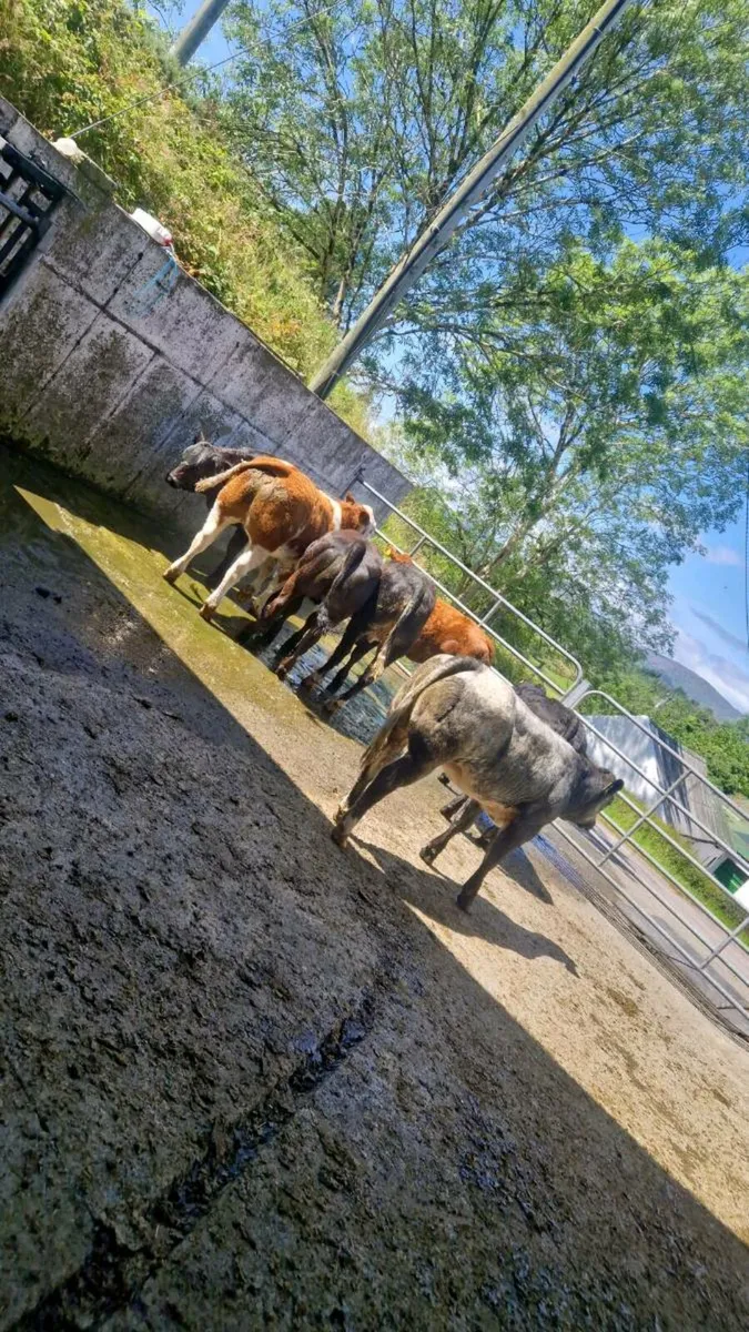 Heifers for gortatlea tonight - Image 3