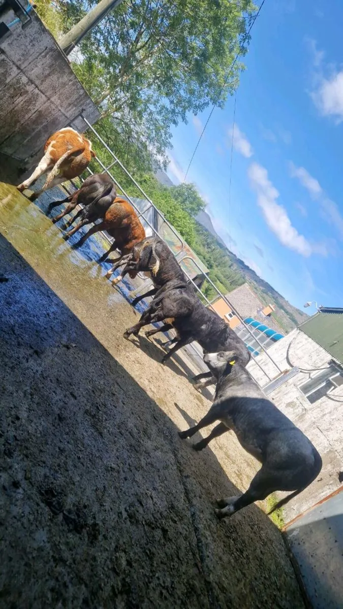 Heifers for gortatlea tonight - Image 4
