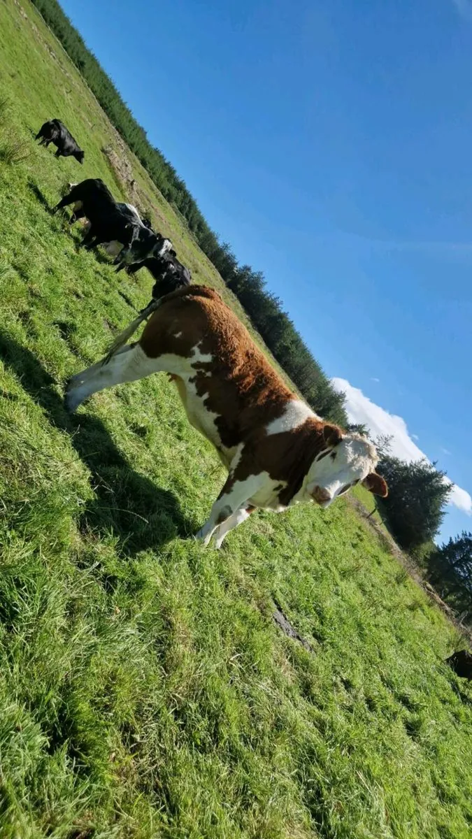 Heifers for gortatlea tonight - Image 1