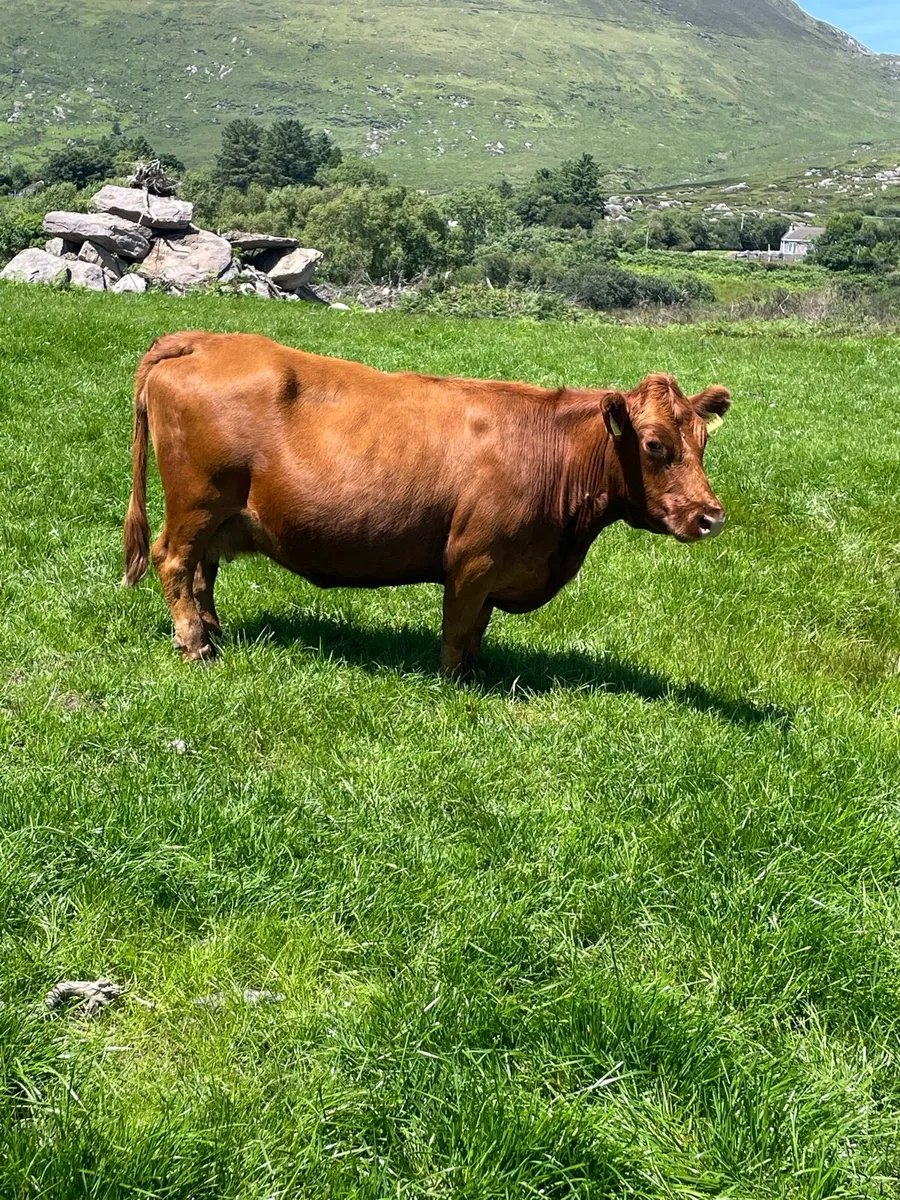 Pedigree Dexter cow - Image 1