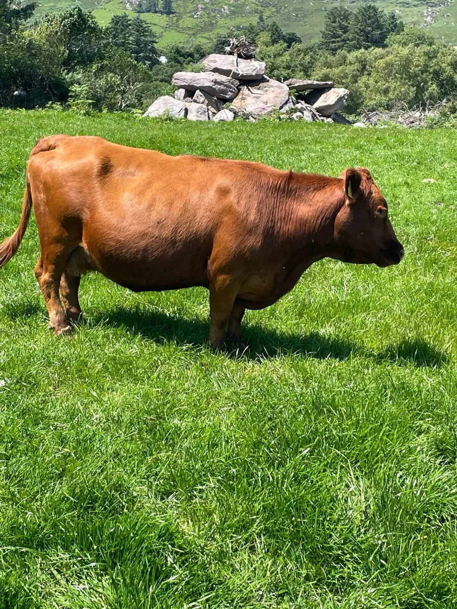 Pedigree Dexter cow - Image 3