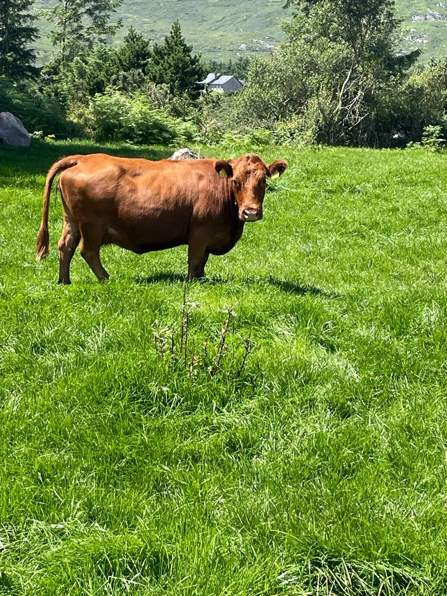 Pedigree Dexter cow - Image 2
